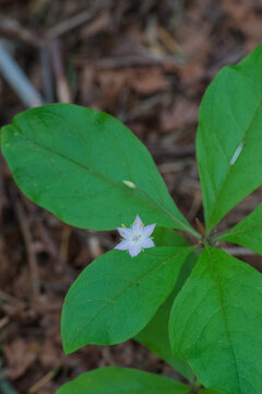 Starflower (Lysimachia latifolia)