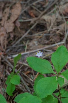 Starflower (Lysimachia latifolia)