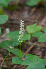 False lily of the Valley (Maianthemum dilatatum)