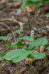 False lily of the Valley (Maianthemum dilatatum)