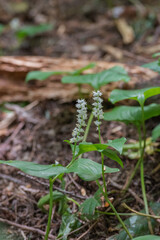 False lily of the Valley (Maianthemum dilatatum)