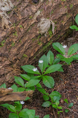 Starflower (Lysimachia latifolia)