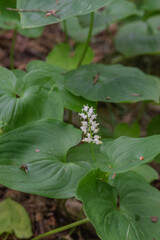 False lily of the valley (maianthemum dilatatum)