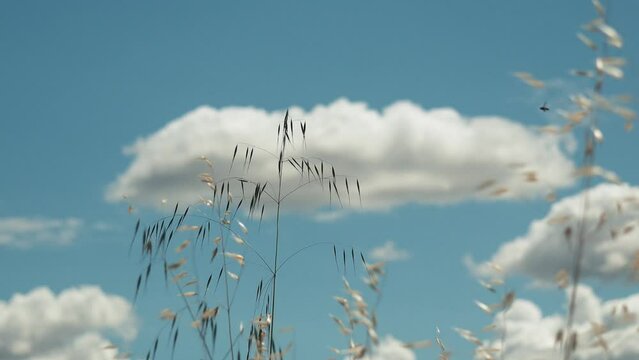 Dry grass moving in slow motion in front of puffy clouds
