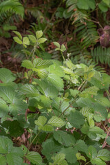 Sawtooth blackberry (Rubus argutus)