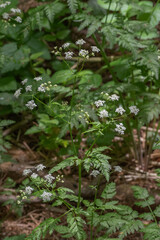 Japanese Hedge Parsley (Torilis Japonica)