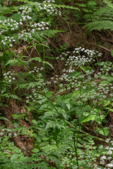Japanese Hedge Parsley (Torilis Japonica)