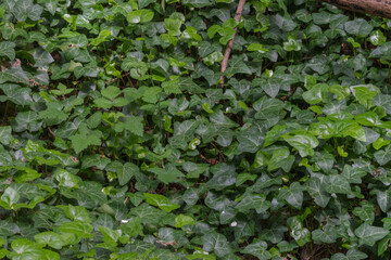 English Ivy (Hedera Helix)