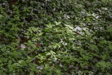 English Ivy (Hedera Helix)