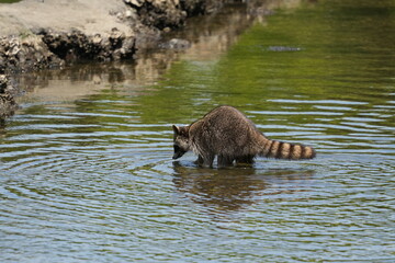 racoon in a pond