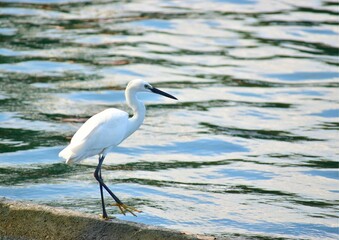 great blue heron