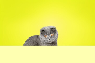 Curious happy cat on a color background.