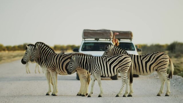 Closeup of herd of wild African zebra standing in savannah. People tourists looking at animals from jeep car. Wild animals of South Africa concept. Safari tourism. Wildlife of Tanzania. Serengeti park
