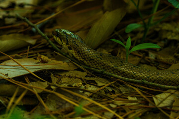 落ち葉の上で休むシマヘビ