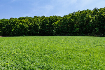 緑の広がる草原