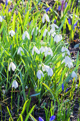 Snowdrop (or galanthus) is a genus of perennial herbs in the Amaryllidaceae family, formerly belonging to the Liliaceae family.