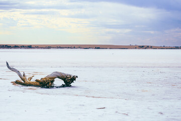 Fototapeta premium trunk on dry slat lake