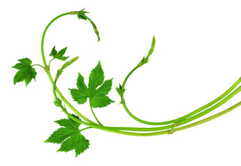 branches of hops with leaves. hops plant on transparent, png. green hops cones. Beer production ingredient. Brewing