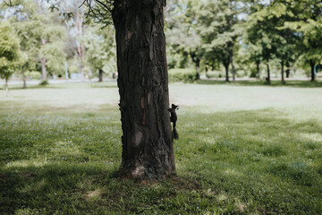 A charming squirrel ascends the rough bark of a large tree in a vibrant park setting, illustrating a peaceful moment in nature.