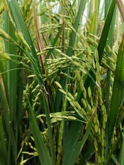 Agricultural fields. Green rice plants on agricultural land 