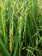 Agricultural fields. Green rice plants on agricultural land 