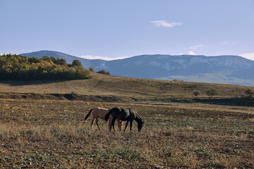 Two horses peacefully grazing in a picturesque open field with majestic mountains in the background