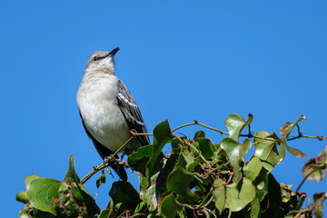 Northern Mockingbird sitting on green leaves against a blue sky