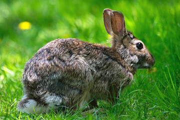 Rabbit munching a dandelion.