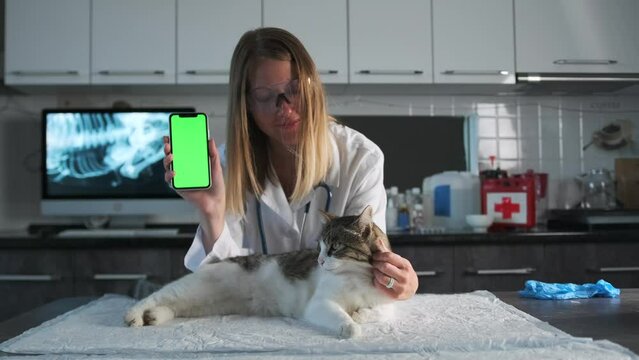 Veterinarian blonde hold phone with green screen near lies cat in clinic, medical care and examination of domestic cat in office veterinarian diagnosis and surgery for pet.