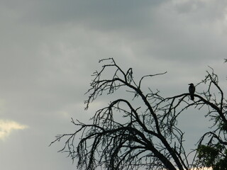 raven on a tree