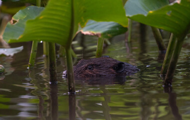 American Beaver