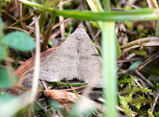 Speckled Renia Moth