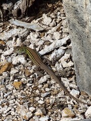 A lizard on rocks