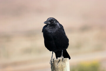 Horizontal photo of a Raven sitting on a fence post with a desert background.