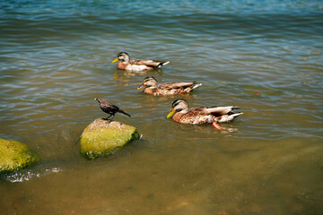 Three ducks swimming near a blackbird on a rock