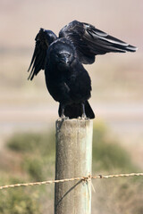 Raven stretching his wings on a fence post.
