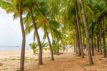 Sanya Bay beach coconut grove in Sanya City, Hainan Province, China