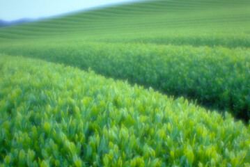 宮崎県串間市のお茶畑は新緑と美しいフォルムを見せる