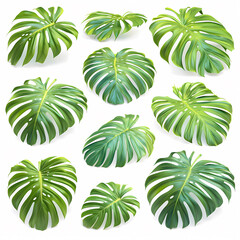 Energize Your Visuals with a Vibrant Collection of Monstera Plant Elements in ISO for Fresh and Natural Aesthetics