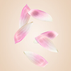 Pink lotus flower petals falling on beige background