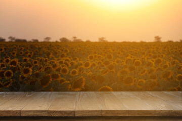 Obraz premium Sunflower field and empty wooden table at sunrise. Space for design