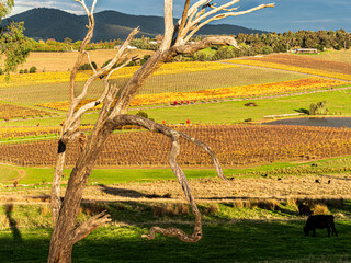  Yarra Valley Agriculture Cattle And Vines