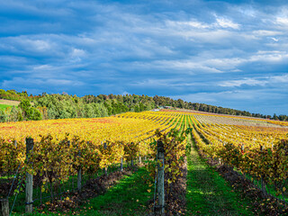 Yarra Valley Golden Vines March Up Hill