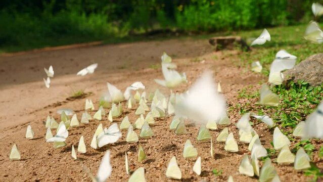 Numerous white butterflies flutter over ground, gather at wet soil in sunny green park. Insect group feeding behavior in nature. Wings flapping, creating dynamic motion blur. Slow motion.