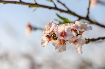 Close-up of Almond Tree Blossoms