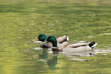 Obraz premium Tranquil Companionship: Mallards in the Garden Lake