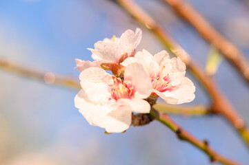 Obraz premium Almond blossoms. Almond tree. White flowers. Flower background. 1