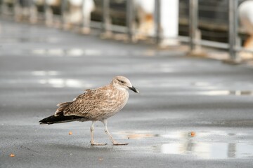 Larus michahellis, Juvenile Yellow-legged gull, Atlantic gull stand on wet asphalt.