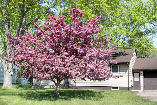 Flowering crabapple tree in the yard. Pink crabapple tree