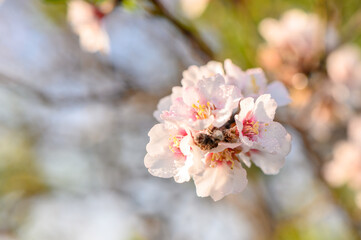 Beautiful blooming almond tree with flowers in full bloom
